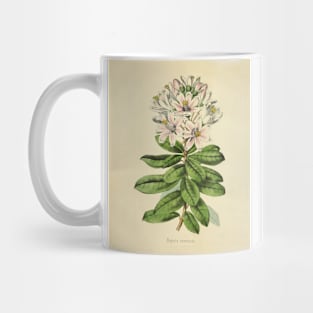 Vintage Bajaria Constricta Horticultural review (1850) Mug